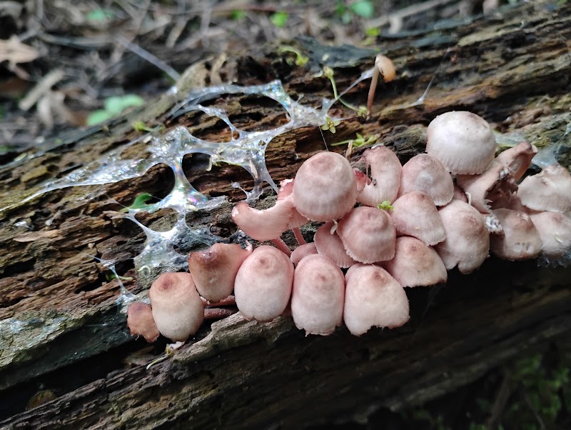 Native fungi at the Oxbow and Suwanee Lagoon field site