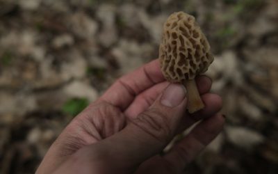 We found Morchella Americana – Yellow Morels!